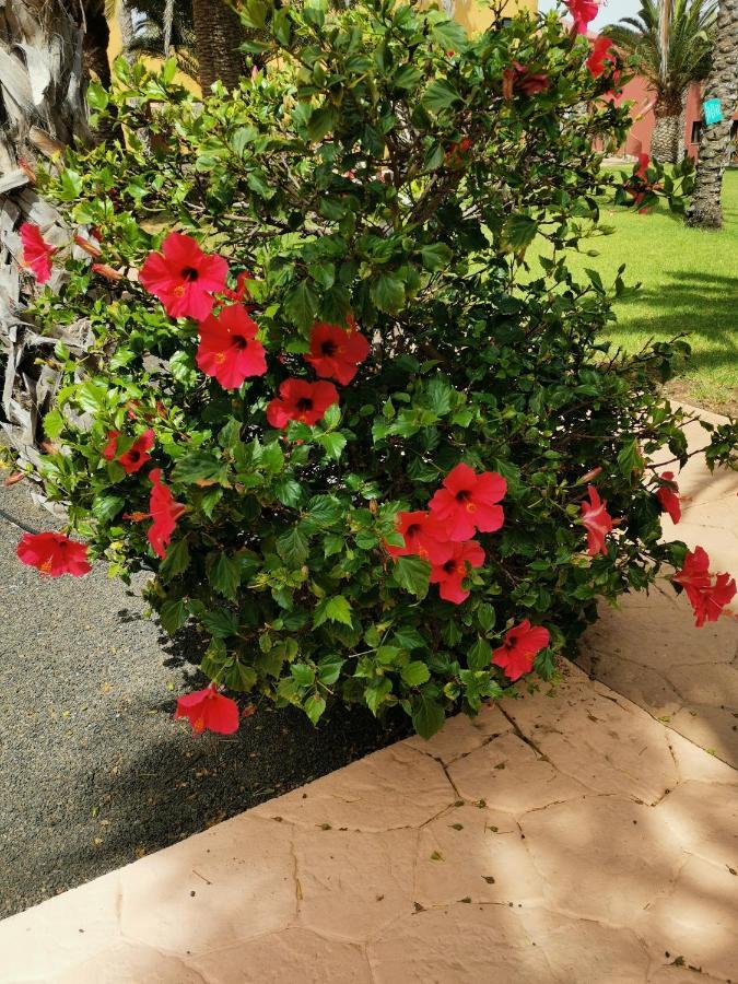 Appartamento Spagnolo Oasis Tamarindo كوراليهو المظهر الخارجي الصورة